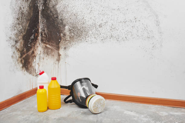 Best Black Mold Removal  in South Hooksett, NH