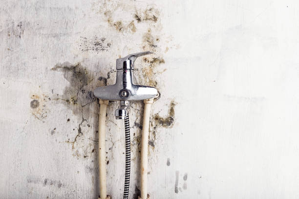 Best Home Mold Removal  in South Hooksett, NH