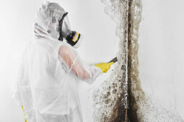 Best Local Mold Removal Service  in South Hooksett, NH