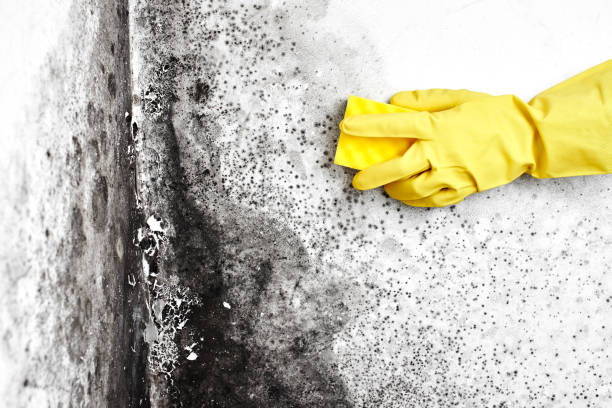 Best Mold Testing  in South Hooksett, NH