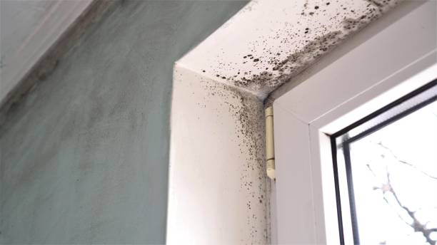 Best Office Mold Removal Services  in South Hooksett, NH