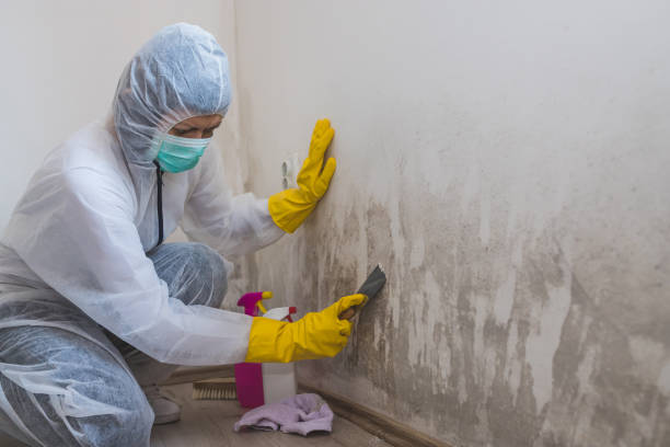 Professional Mold Removal in South Hooksett, NH