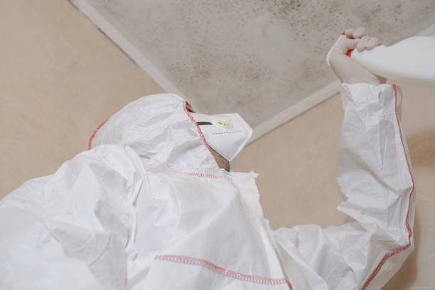 Best Mold Damage Repair  in South Hooksett, NH
