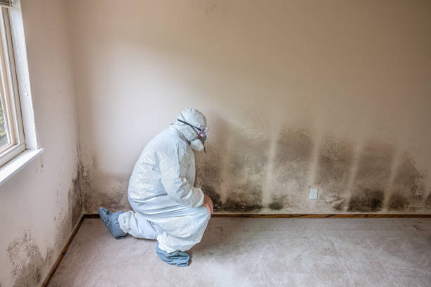 Home Mold Removal in South Hooksett, NH
