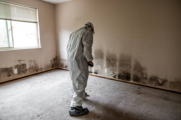 Best Certified Mold Removal  in South Hooksett, NH