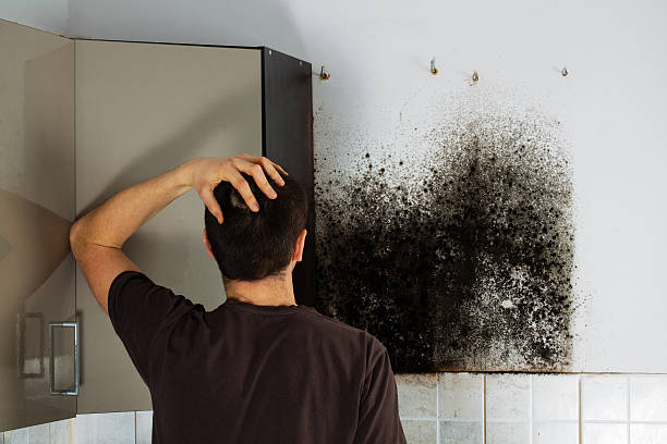 Attic Mold Removal in South Hooksett, NH