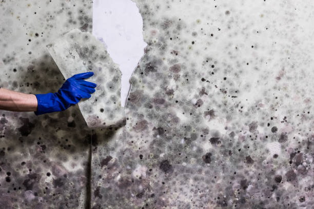 Best Residential Mold Removal  in South Hooksett, NH