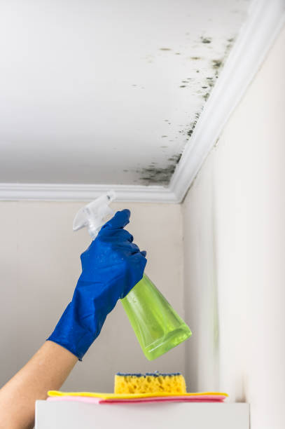 Best Mold Remediation  in South Hooksett, NH